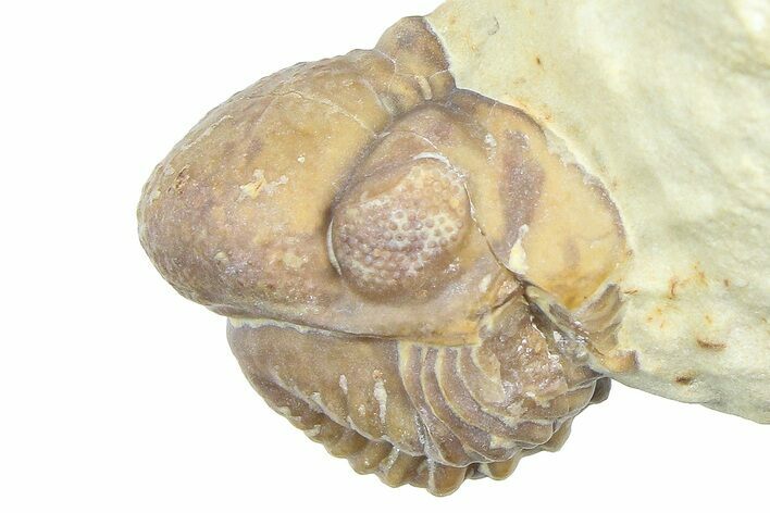 Enrolled Kainops Trilobite - Black Cat Mountain, Oklahoma #362991